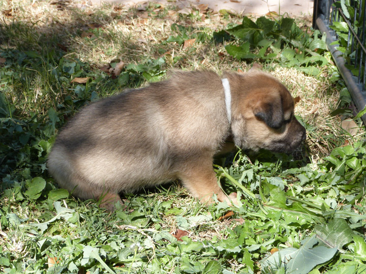 chinook dog